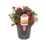 180mm Fuchsia Electric Lights - Fuchsia hybrid