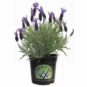 14cm Italian Lavender - Lavender stoechas