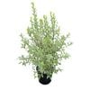 6L Variegated Kohuhu - Pittosporum tenufolium Variegata