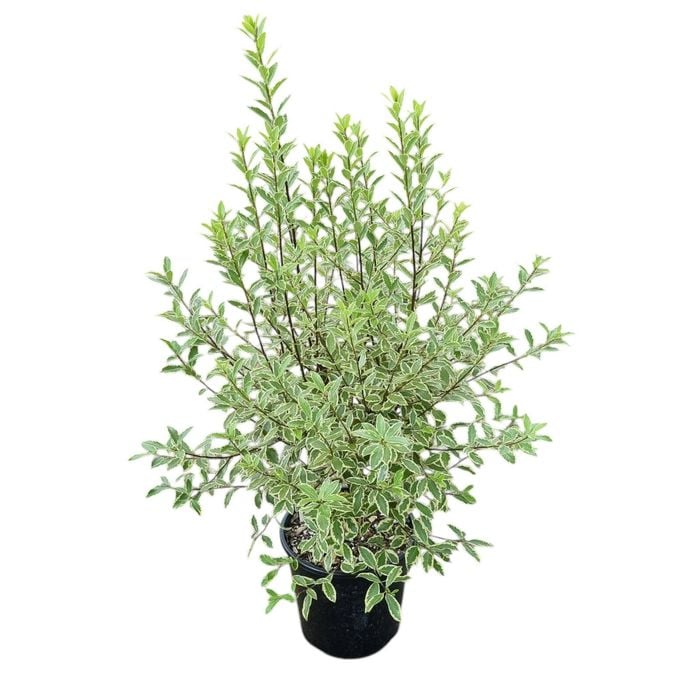 6L Variegated Kohuhu - Pittosporum tenufolium Variegata