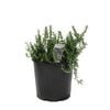 200mm Rosemary Prostrate - Rosmarinus officinalis