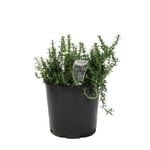 200mm Rosemary Prostrate - Rosmarinus officinalis