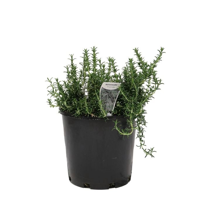 200mm Rosemary Prostrate - Rosmarinus officinalis