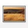 Grassland Glows in the Morning  Print 100% Australian Made 120x90cm  (Poster)