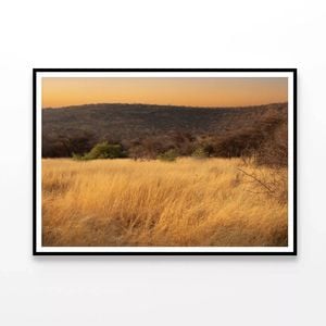 Grassland Glows in the Morning  Print 100% Australian Made 120x90cm  (Poster)