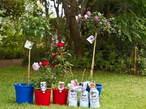 A variety of roses ready to be planted.