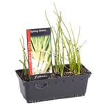 Spring Onion Punnet - Allium cepa