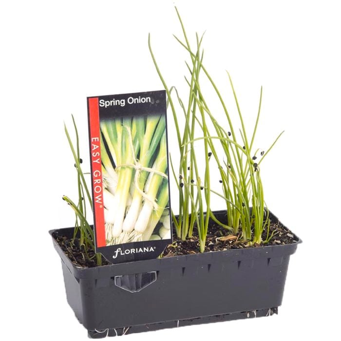 Spring Onion Punnet - Allium cepa