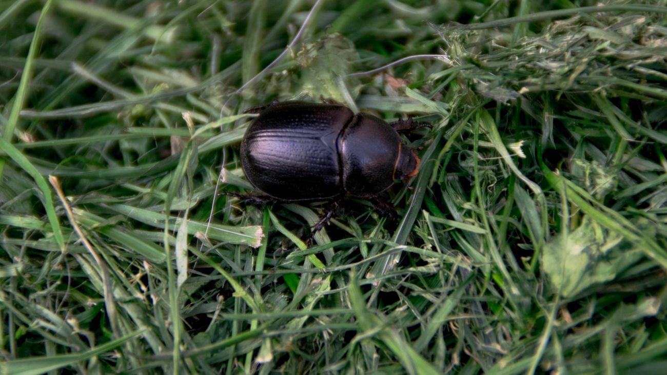 Close up image of African Black beetle on grass.