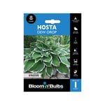 Bloomin' Bulbs Hosta Dew Drop - 1 Pack