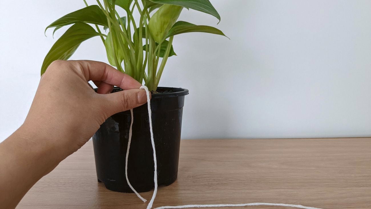 A hand holding a piece of white string against the rim of a black plant pot on a wooden table.