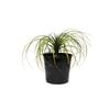 250mm Pony Tail Palm - Beaucarnea