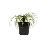250mm Pony Tail Palm - Beaucarnea