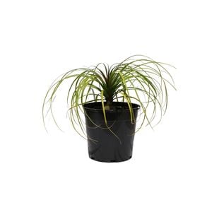 250mm Pony Tail Palm - Beaucarnea