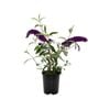140mm Butterfly Bush Royal Red - Buddleia Davidii