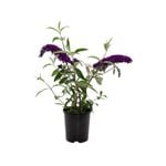 140mm Butterfly Bush Royal Red - Buddleia Davidii
