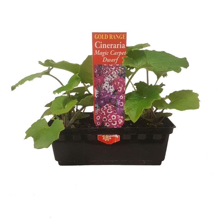 Cineraria Magic Dwarf Carpet Mix Gold Flower Range Punnet - Senecio x cruentus