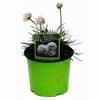 130mm Thrift - Armeria Snowflake