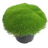 4.5L Scleranthus Crew Cut - Scleranthus biflorus