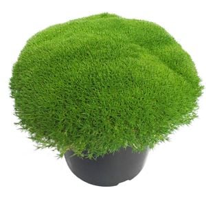 4.5L Scleranthus Crew Cut - Scleranthus biflorus