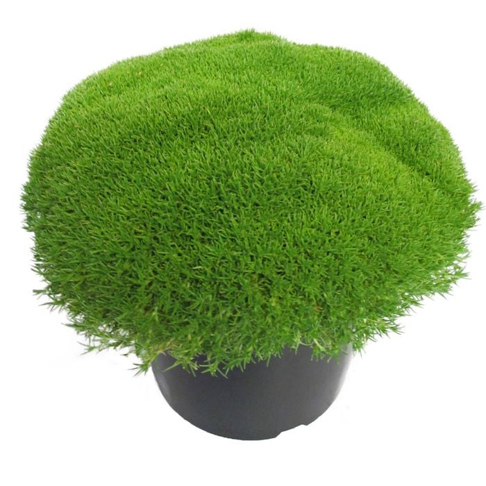 4.5L Scleranthus Crew Cut - Scleranthus biflorus