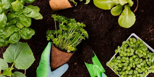 gardening