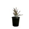 140mm Austromyrtus Copper Tops - Austromyrtus