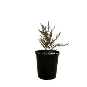 140mm Austromyrtus Copper Tops - Austromyrtus