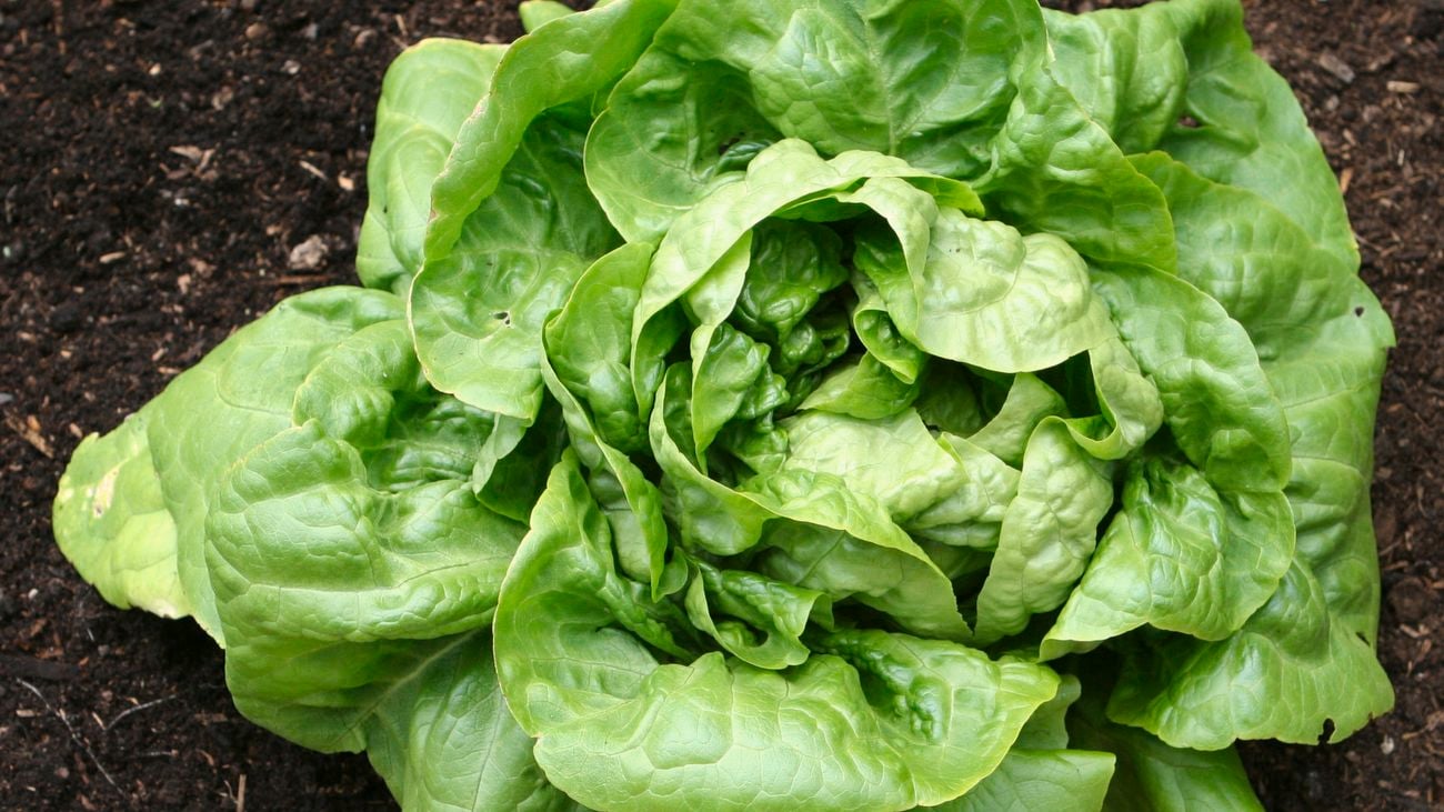 A single, green, buttercrunch lettuce head planted in soil