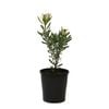 140mm Royal Ruby - Leucadendron