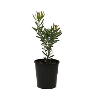 140mm Royal Ruby - Leucadendron