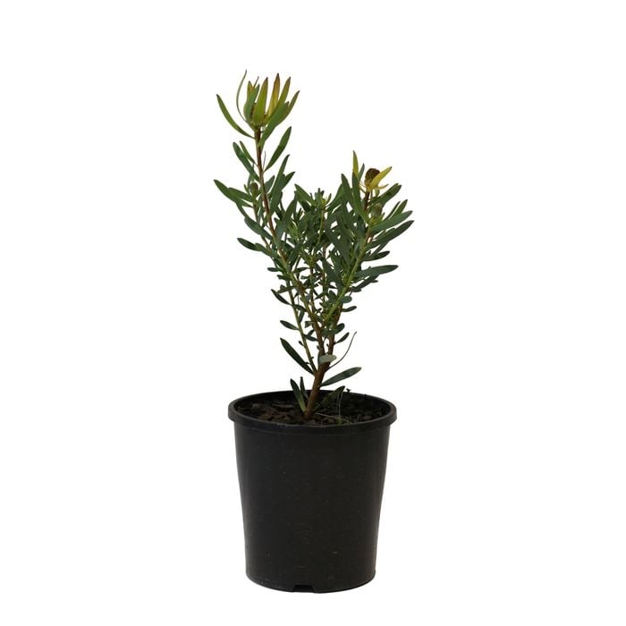 140mm Royal Ruby - Leucadendron