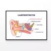 Labyrinthitis As Inner Ear Infection Diagram  Print 100% Australian Made 120x90cm  (Poster)