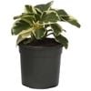 120mm Peperomia Obtusifolia Variegata - Variegated Baby Rubber Plant