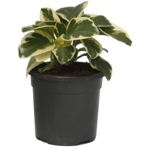 120mm Peperomia Obtusifolia Variegata - Variegated Baby Rubber Plant