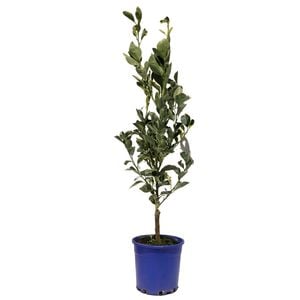 200mm Cumquat Variegated