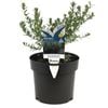 140mm Westringia Blue Gem - Westringia fruticosa
