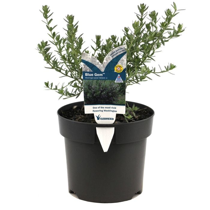 140mm Westringia Blue Gem - Westringia fruticosa
