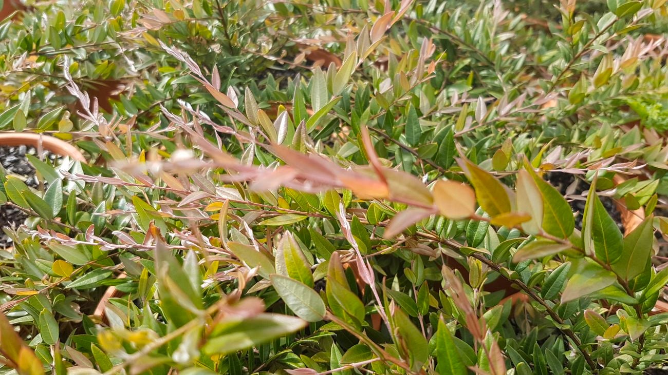 A midyim berry bush
