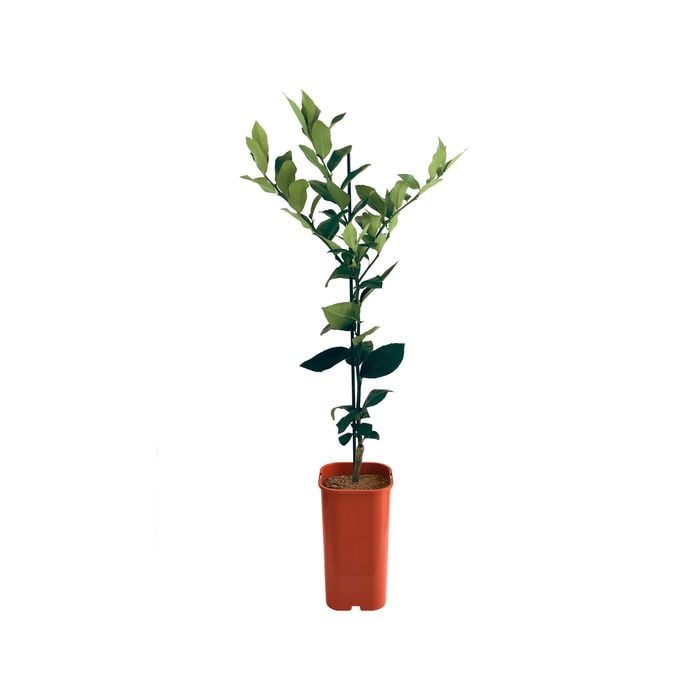 4L Lemon Meyer Dwarf Grafted-  Citrus meyeri