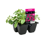 4 Cell Impatiens Guava - Impatiens walleriana