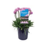 140mm Armeria Sweet Dreams DREAMERIA® - Armeria pseudarmeria