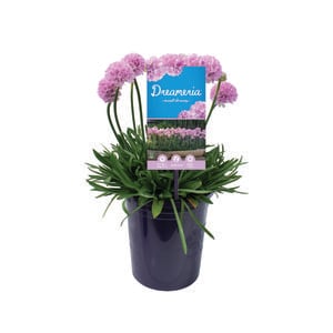 140mm Armeria Sweet Dreams DREAMERIA® - Armeria pseudarmeria