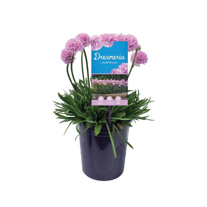 140mm Armeria Sweet Dreams DREAMERIA® - Armeria pseudarmeria
