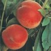 Bagged Anzac Peach