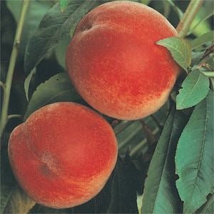 Bagged Anzac Peach
