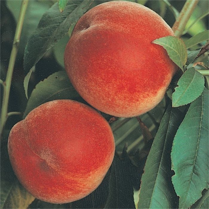Bagged Anzac Peach