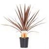 140mm Cordyline Red Star - Cordyline australis