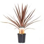 140mm Cordyline Red Star - Cordyline australis
