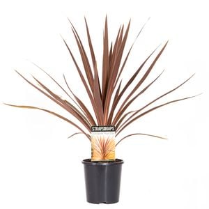 140mm Cordyline Red Star - Cordyline australis